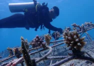 BMM RO Jatim Bersama Telkom Rehabilitasi 1500 Bibit Terumbu Karang di Labuan Bajo, Upaya Pelestarian Lingkungan Laut yang Berkelanjutan