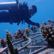 BMM RO Jatim Bersama Telkom Rehabilitasi 1500 Bibit Terumbu Karang di Labuan Bajo, Upaya Pelestarian Lingkungan Laut yang Berkelanjutan