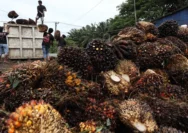Emiten Sawit Ini Putuskan Dividen Rp 566 M, Lo Kheng Hong Terima Rp 7 M Lebih