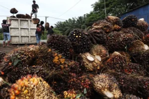 Emiten Sawit Ini Putuskan Dividen Rp 566 M, Lo Kheng Hong Terima Rp 7 M Lebih