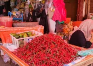 Harga Pangan Stabil di Pasar Induk Tanjung Bajure, Cabe Merah Kriting Turun Signifikan