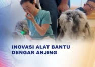Inovasi Jepang: Kalung Getar untuk Anjing Lansia Atasi Gangguan Pendengaran