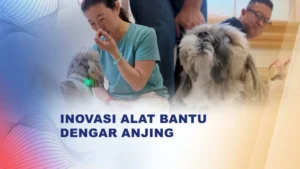 Inovasi Jepang: Kalung Getar untuk Anjing Lansia Atasi Gangguan Pendengaran