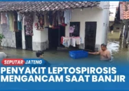 Pati Dalam Siaga Leptospirosis: 21 Warga Meninggal Akibat Kasus yang Melonjak Drastis