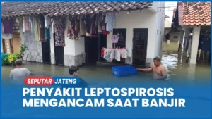 Pati Dalam Siaga Leptospirosis: 21 Warga Meninggal Akibat Kasus yang Melonjak Drastis