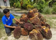 Polda Kalbar Tegaskan Pengawasan Harga Sawit PKS, Petani Harus Terlindungi