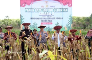 Polres Tabalong Pantau Pertumbuhan Jagung Hibrida di Desa Muang Untuk Mendukung Ketahanan Pangan Nasional