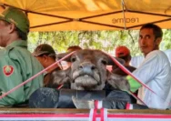 Jokowi Tegaskan Ritual Injak Kepala Kerbau Tak Ada Hubungannya dengan Politik
