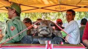 Jokowi Tegaskan Ritual Injak Kepala Kerbau Tak Ada Hubungannya dengan Politik