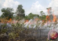 Musim Kemarau Memicu Kebakaran Hutan dan Lahan di Berbagai Wilayah