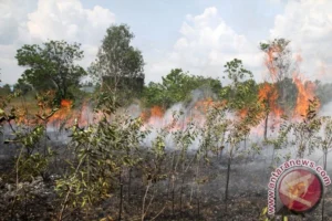 Musim Kemarau Memicu Kebakaran Hutan dan Lahan di Berbagai Wilayah