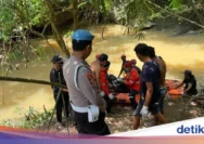 Tragedi Menghantui: Bocah SD Delapan Tahun Diterkam Buaya di Sungai Cantung Kotabaru Kalsel