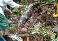 Ular Piton Panjang 7 Meter Kembali Muncul di Taliabu, Nyaris Masuk Rumah Warga