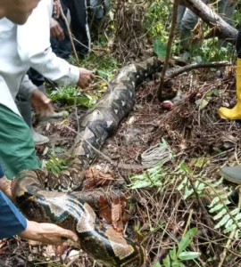 Ular Piton Panjang 7 Meter Kembali Muncul di Taliabu, Nyaris Masuk Rumah Warga