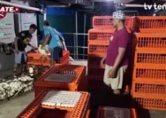 Kementan Tetapkan Harga Ayam Hidup dan Telur Mulai 15 Juli 2026, Begini Dampaknya!