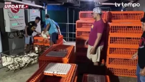 Kementan Tetapkan Harga Ayam Hidup dan Telur Mulai 15 Juli 2026, Begini Dampaknya!