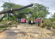 Tragedi Pohon Tumbang di Pidie Aceh, 7 Penumpang Tewas dalam Kecelakaan Mengerikan
