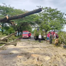 Tragedi Pohon Tumbang di Pidie Aceh, 7 Penumpang Tewas dalam Kecelakaan Mengerikan