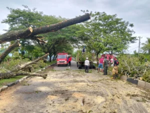Tragedi Pohon Tumbang di Pidie Aceh, 7 Penumpang Tewas dalam Kecelakaan Mengerikan